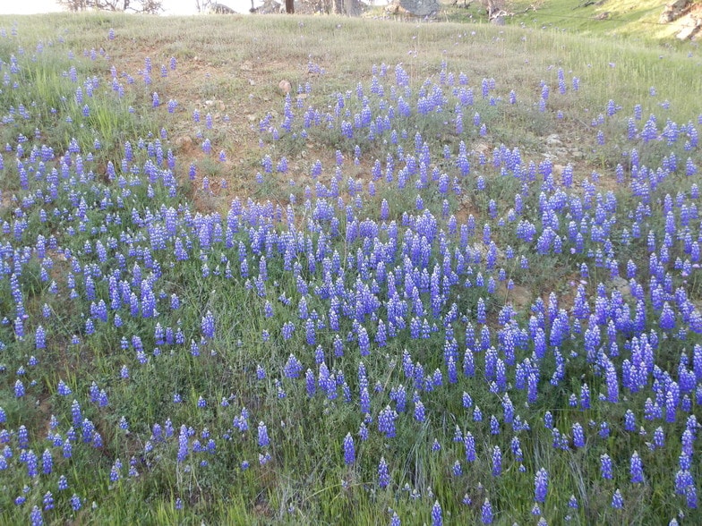 More Photos Of Old Toll House Rd, Mariposa Land For Sale