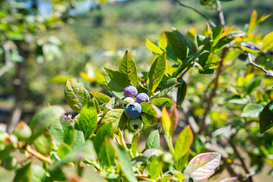 More Photos Of 14224 Old Cole Grade Rd, Pauma Valley Land For Sale