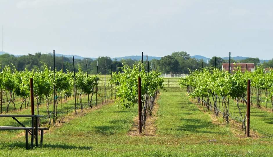 More Photos Of 11157 US 290, Hye Winery Vineyard For Sale