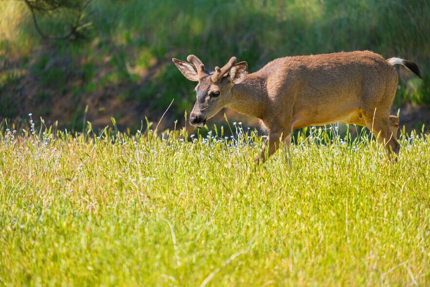 More Photos Of 3510 Deer Lake Park Road, Julian, CA 92036, USA -1, Julian Land For Sale