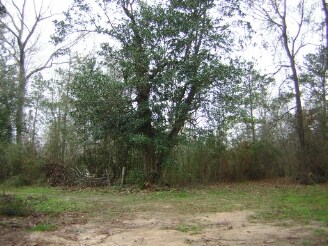 More Photos Of Pin Oak & Reinhart, New Caney Land For Sale