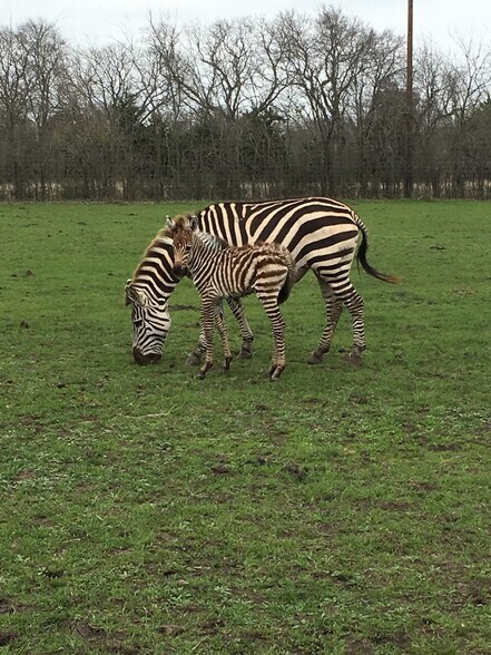 More Photos Of 11200 Sam Rayburn Hwy, Anna Land For Sale