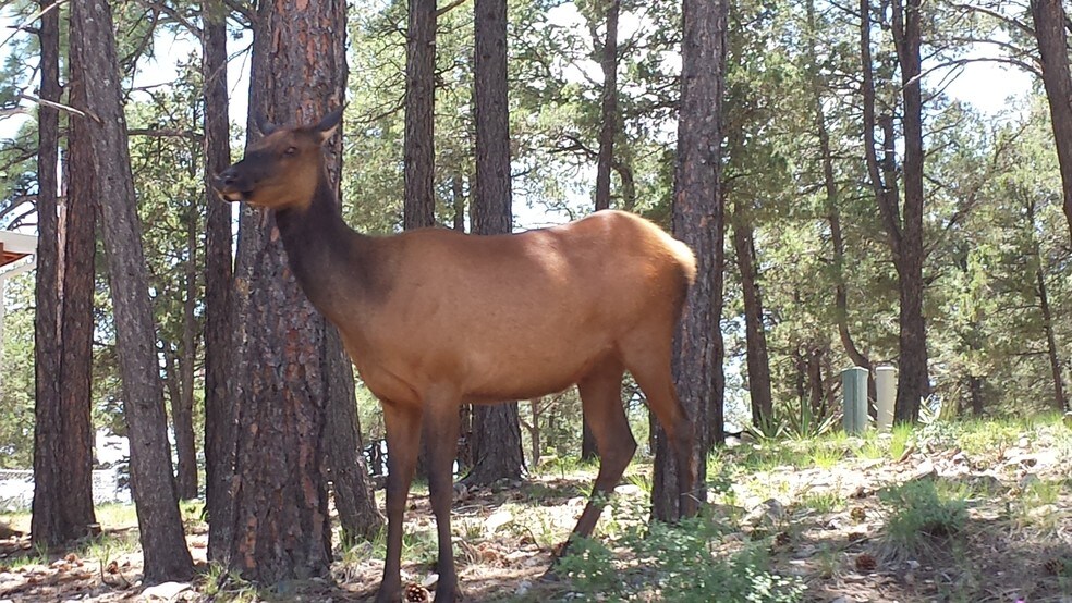 More Photos Of Bosque Vereda Rd @ Guenevere Avenue, Ruidoso Land For Sale