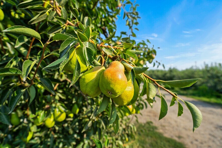 More Photos Of 2023 Riggs Rd, Wapato Land For Sale