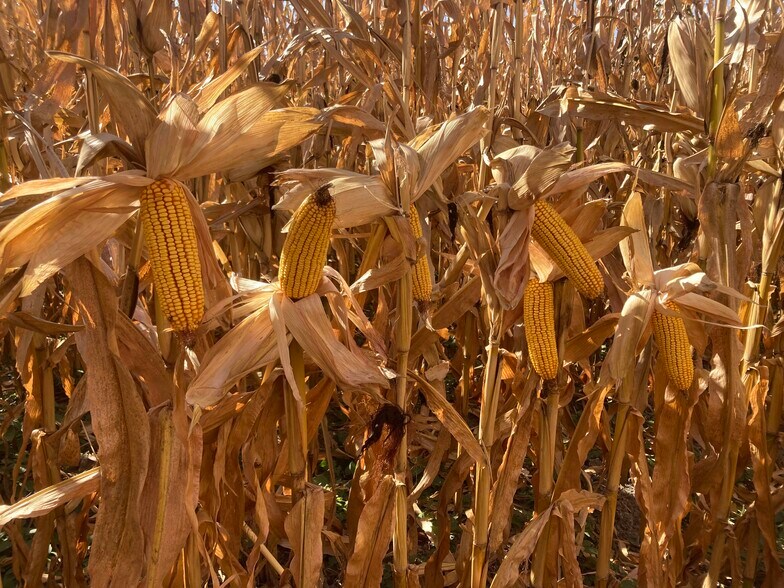 Primary Photo Of Lonetree Road, Central City Land For Sale