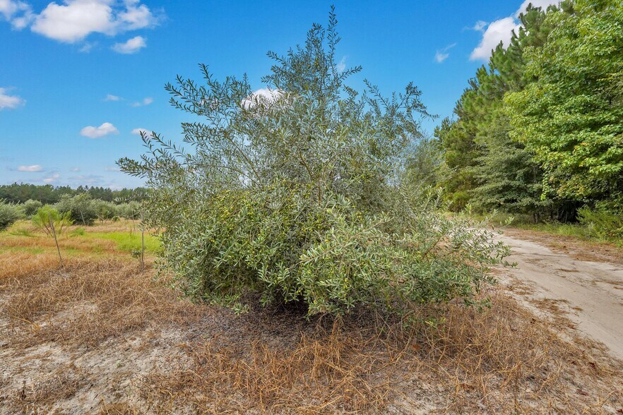 More Photos Of 2437 GA Highway 121, Glennville Land For Sale
