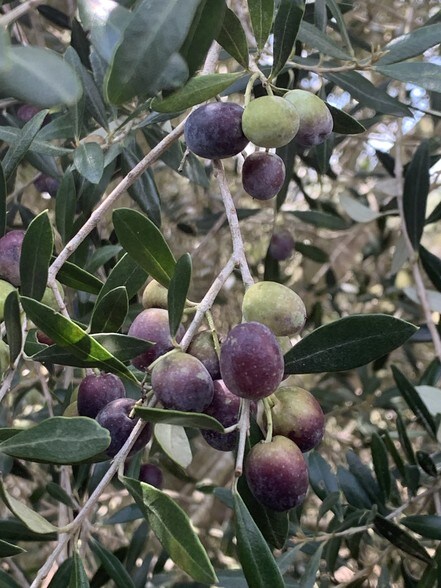 More Photos Of 9846 CR 260, Realitos Land For Sale