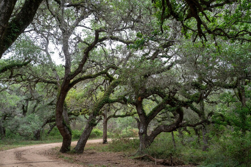 More Photos Of CR 19, Hallettsville Land For Sale