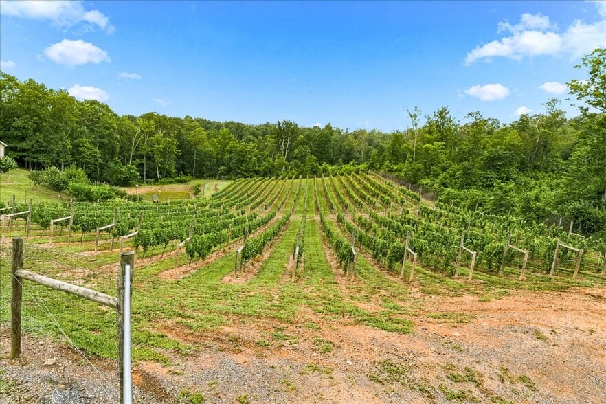 More Photos Of 1309 Redland Rd, Cross Junction Winery Vineyard For Sale