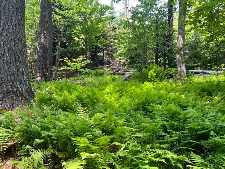 More Photos Of 2076 Atlantic Hwy, Lincolnville Hotel For Sale