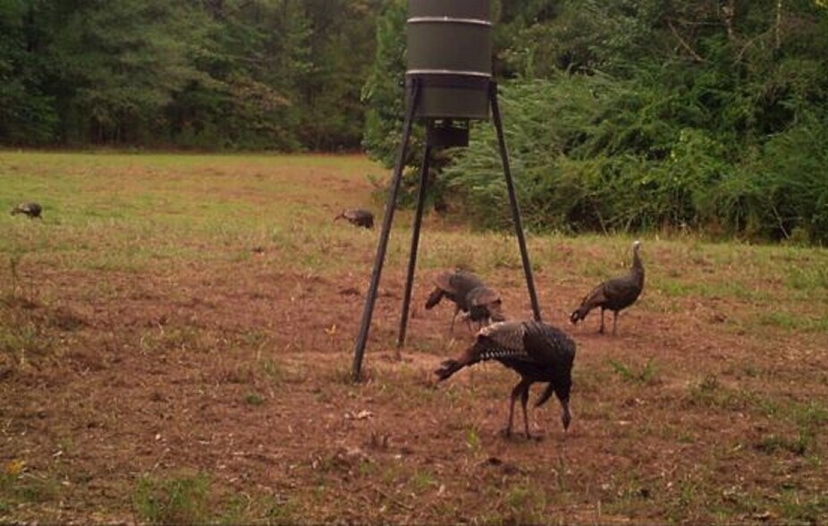 More Photos Of 17796 Dry Branch loop, Northport Land For Sale