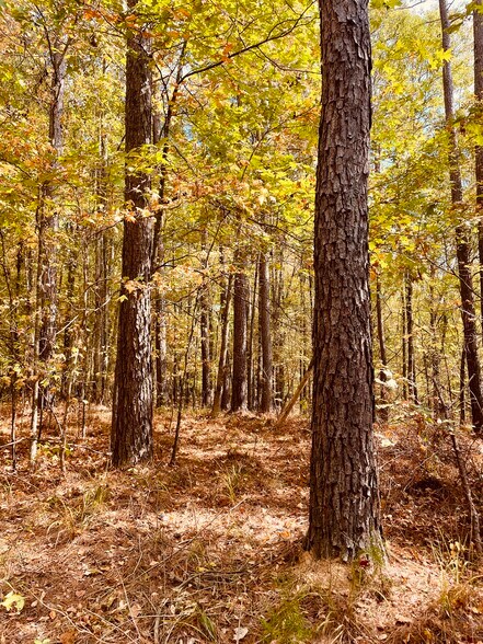 More Photos Of MS Highway 12, Durant Land For Sale