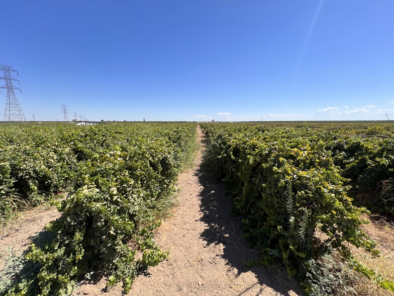 Primary Photo Of Wolf Family Vineyard - Avenue 9, Madera Land For Sale