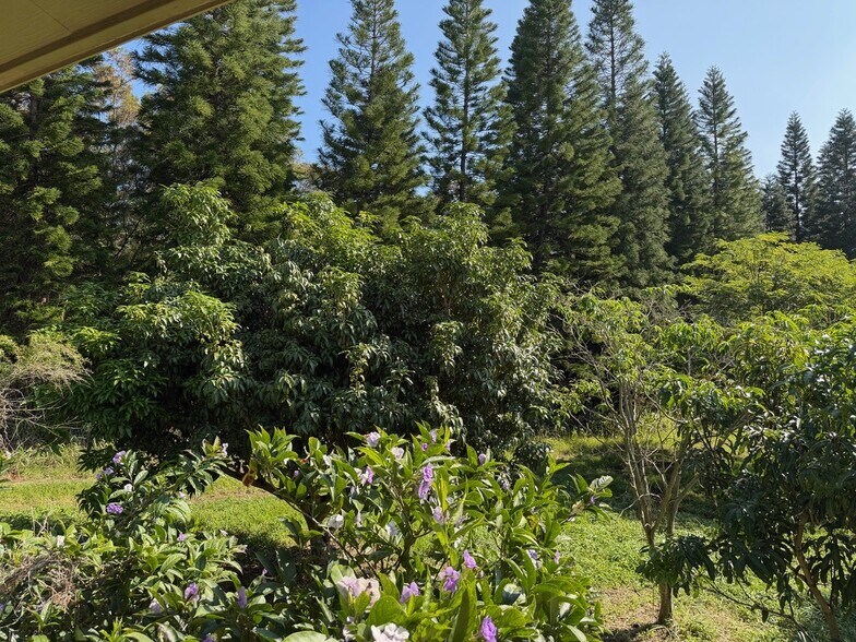More Photos Of Mamalahoa Hwy, Pahala Land For Sale