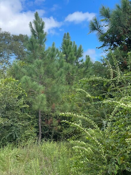 More Photos Of 5700 Pine Forest Rd, Walnut Hill Land For Sale