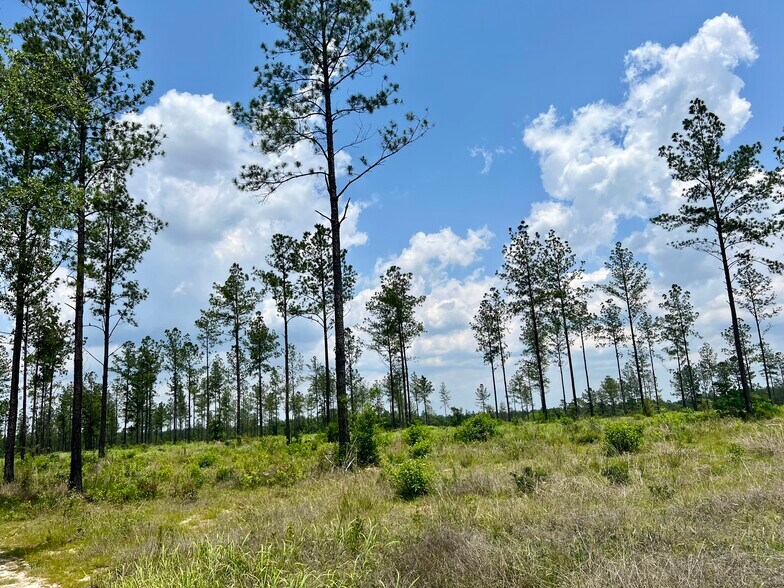 More Photos Of County Road 64, Robertsdale Land For Sale