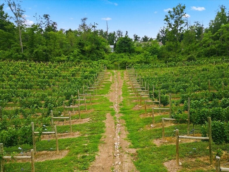 More Photos Of 1309 Redland Rd, Cross Junction Winery Vineyard For Sale