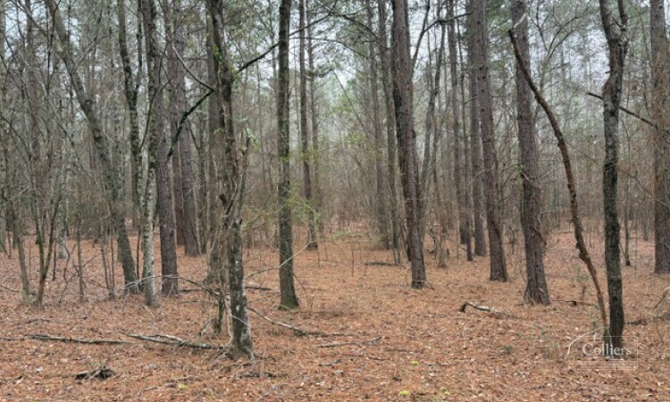 More Photos Of Martin Road, Williamston Land For Sale