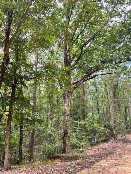 More Photos Of 17796 Dry Branch loop, Northport Land For Sale