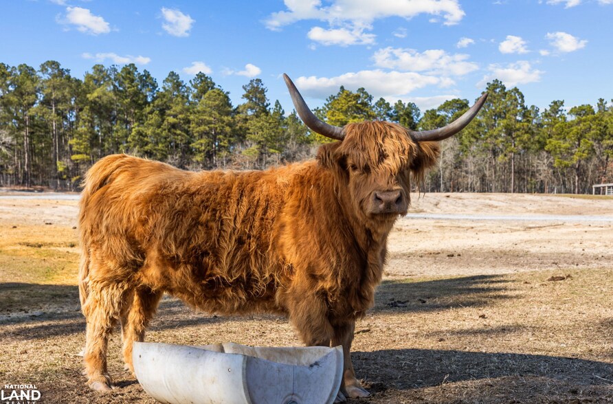 More Photos Of 159 Mini Ln, Cameron Land For Sale