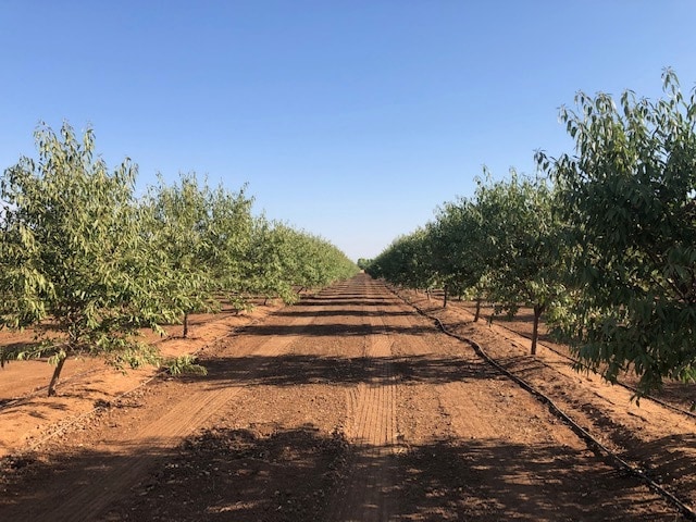 More Photos Of 86.5 +- ac Organic Almonds Shaw Avenue Clovis Ca, Clovis Land For Sale