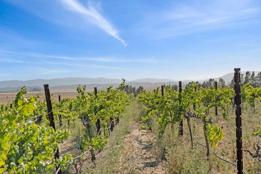 More Photos Of 3001 Sears Point Rd, Sonoma Winery Vineyard For Sale