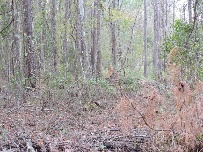 More Photos Of 3750A County Road 315A, Green Cove Springs Land For Sale