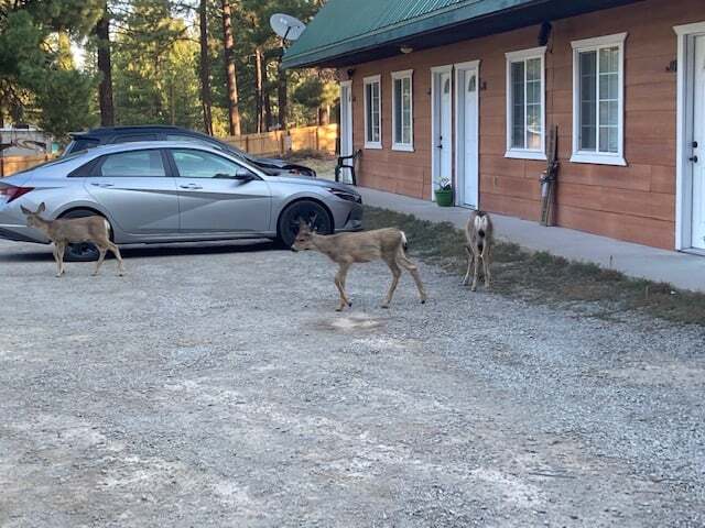 More Photos Of 7582 Buck Brush, Portola Hotel For Sale