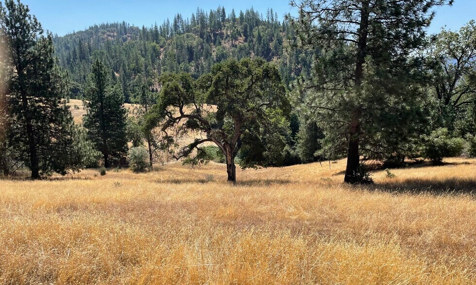 Primary Photo Of 00000 Forrest Road 1N19, Tuolumne Land For Sale