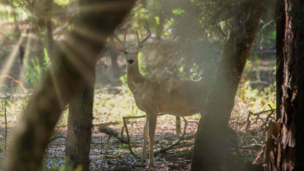 More Photos Of 134 Shoreside Trail, Crescent City Land For Sale