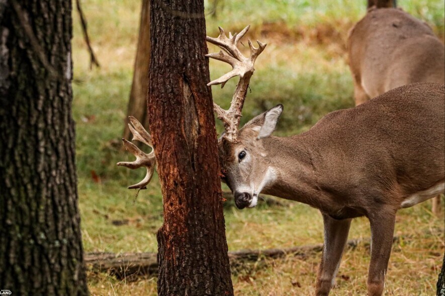 More Photos Of 178 Oak Creek Ln, Bland Land For Sale