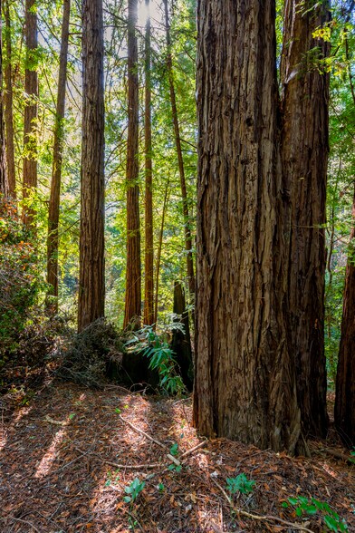 More Photos Of 2372 McKenzie Creek rd, Scotts Valley Land For Sale