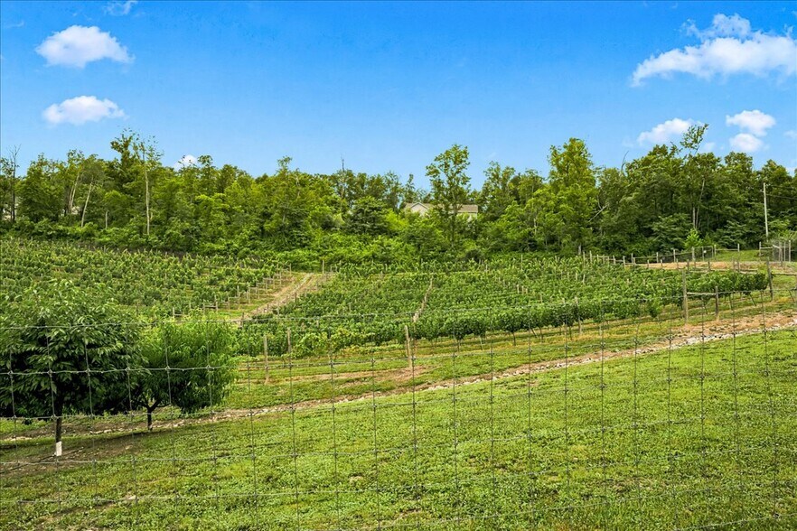 More Photos Of 1309 Redland Rd, Cross Junction Winery Vineyard For Sale