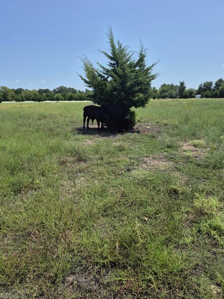 More Photos Of 9561 N TX-50 Hwy, Ladonia Land For Sale