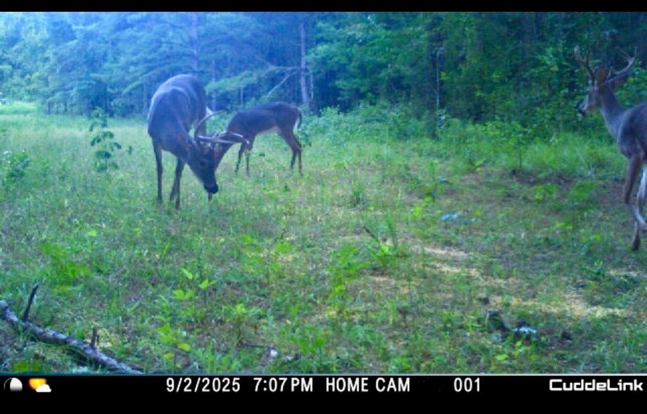 More Photos Of 202 Salem Church Miller Rd, Gray Land For Sale