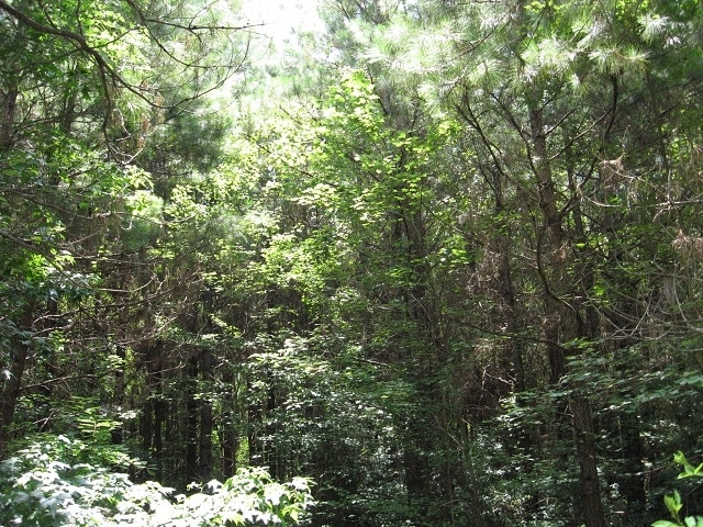 More Photos Of 189 Acres In Jones County Ms, Ellisville Land For Sale