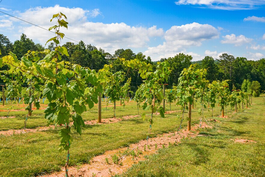 More Photos Of 119 Inland Dr, Talking Rock Winery Vineyard For Sale