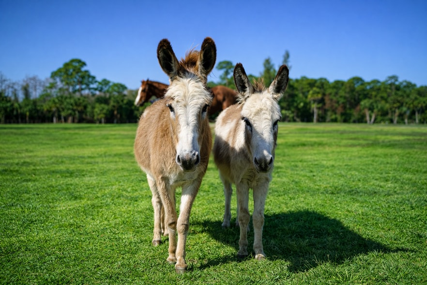 More Photos Of 4350 Bridge rd, Hobe Sound Land For Sale