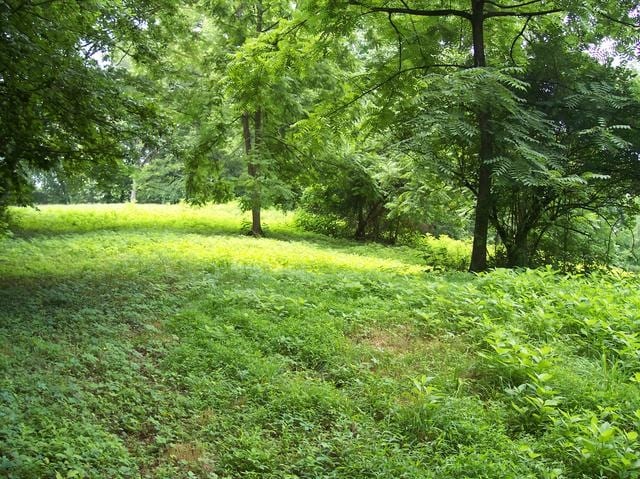 More Photos Of 525 Kingwood St, Kingston Land For Sale