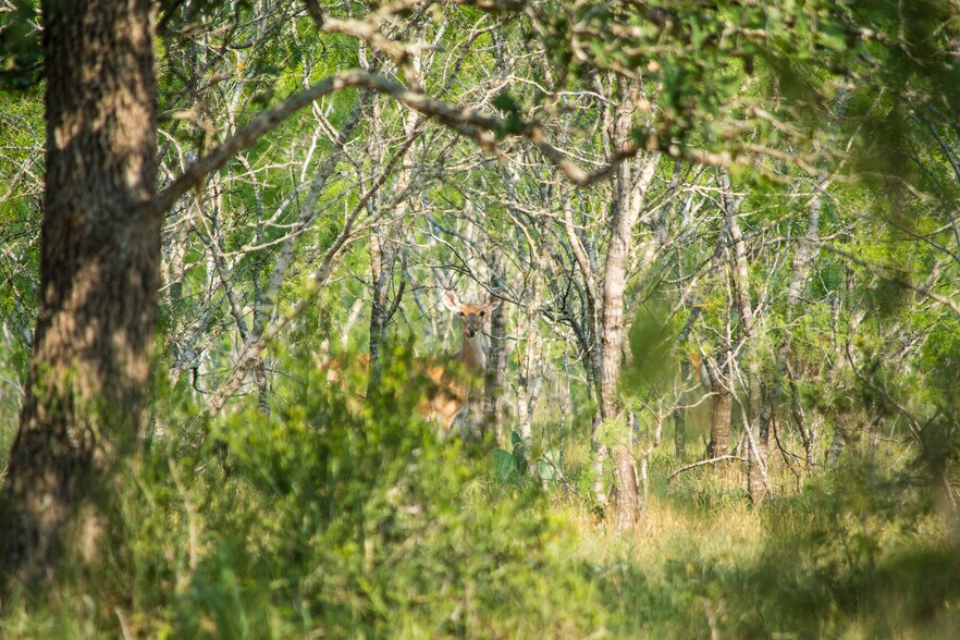 More Photos Of 5279 FM 1117, Nixon Land For Sale