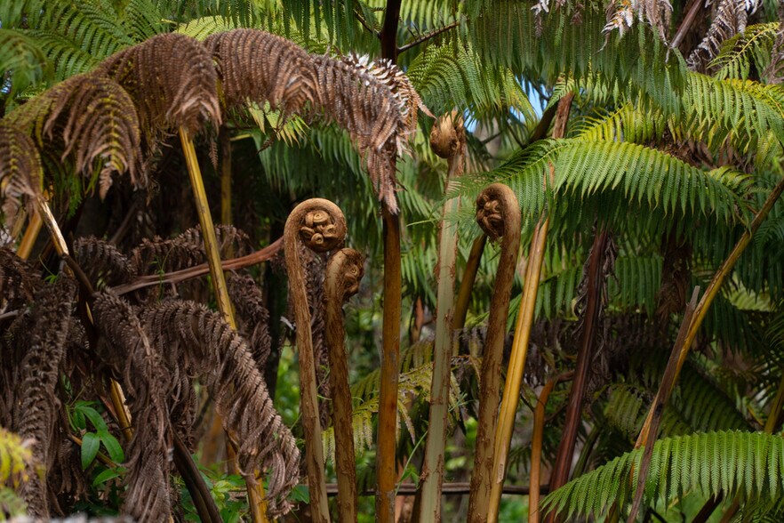 More Photos Of 19-4549 Amaumau Rd, Volcano Land For Sale