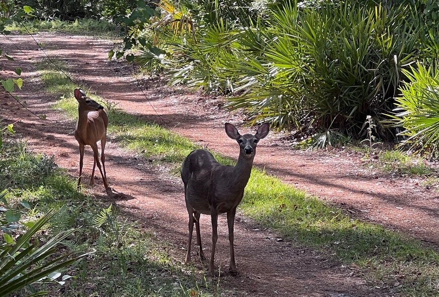 More Photos Of 106 SW 109th Pl, Micanopy Land For Sale