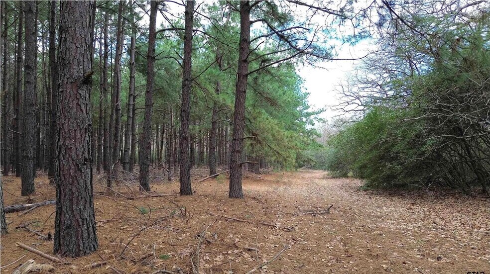 More Photos Of 250 County Road 296 & 120 FCR 298, Oakwood Land For Sale