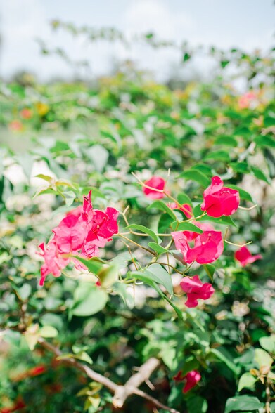 More Photos Of 20948 Corkscrew Rd, Estero Winery Vineyard For Sale