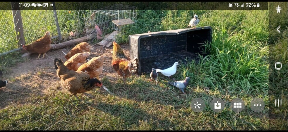 More Photos Of , Catskill Unknown For Sale