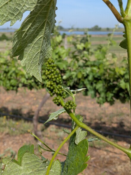 More Photos Of 743 Luds Way, Oroville Winery Vineyard For Sale
