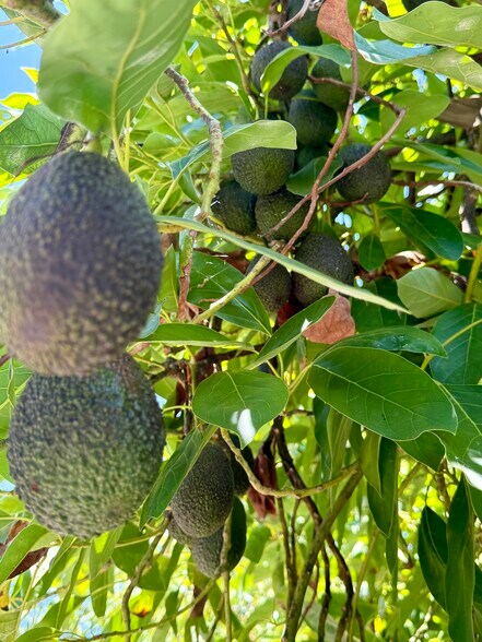 More Photos Of 3137 E Valley Pky, Escondido Land For Sale