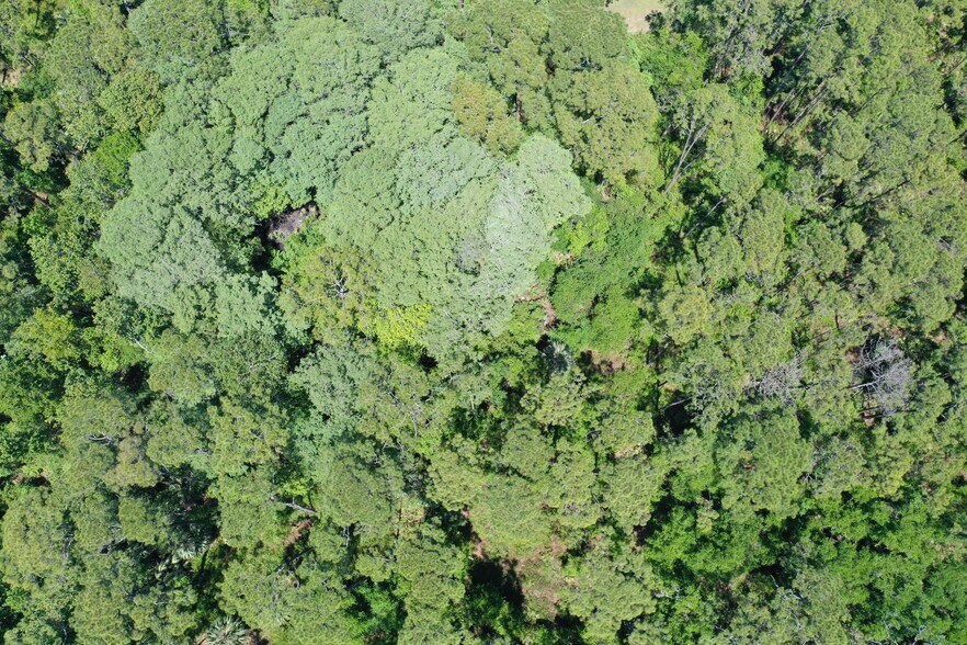 More Photos Of 638 Walnut St, Welaka Land For Sale