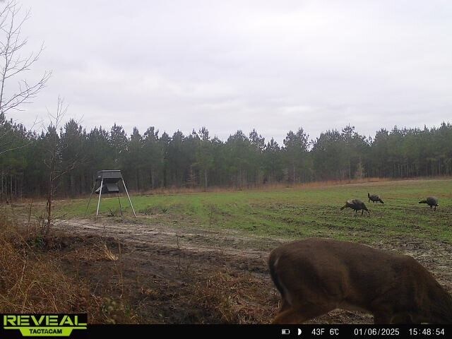 More Photos Of 17675 Cedar Springs Rd, Blakely Land For Sale