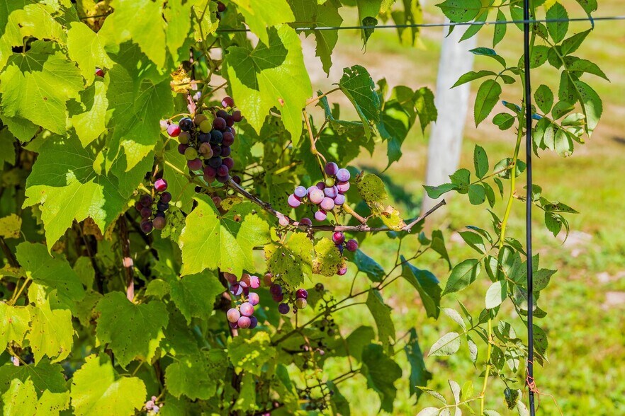 More Photos Of 1950 Collins Rd, Halifax Winery Vineyard For Sale